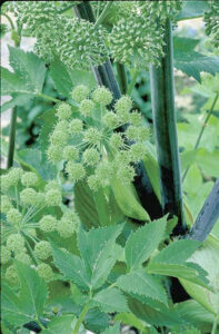 Herb Basics Image